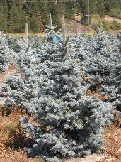 Colorado Spruce